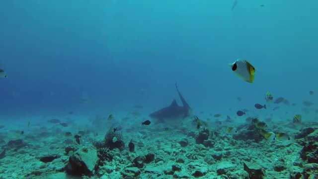 Tiger Shark - Galeocerdo cuvier swim over reef 
