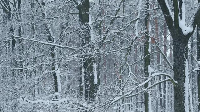 Snowing in deciduous forest on white background of leafless trees with tree branches covered with snowdrifts swaying in wind.