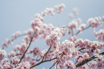 cherry blossom 