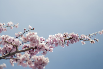 cherry blossom 