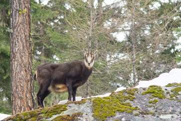 chamois hounds grass in the snow. Chamois walks in the snow