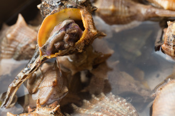 Sea snail,close up
