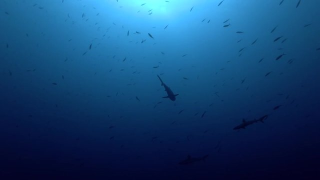 tree Grey reef sharks swims in a blue ocean, Indian Ocean, Maldives
