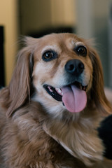 Happy golden spaniel mix dog