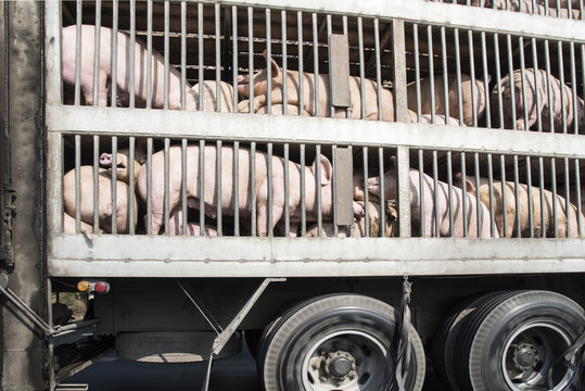 Plenty pigs in cages on the way during transport by truck to the slaughterhouse.