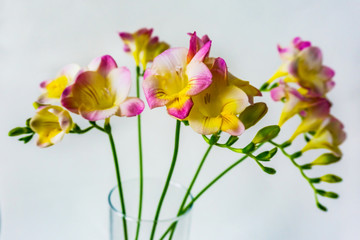 Freеsia, gentle, beautiful and fragrant spring color in pastel colors on white backgraund. Perfection of nature.