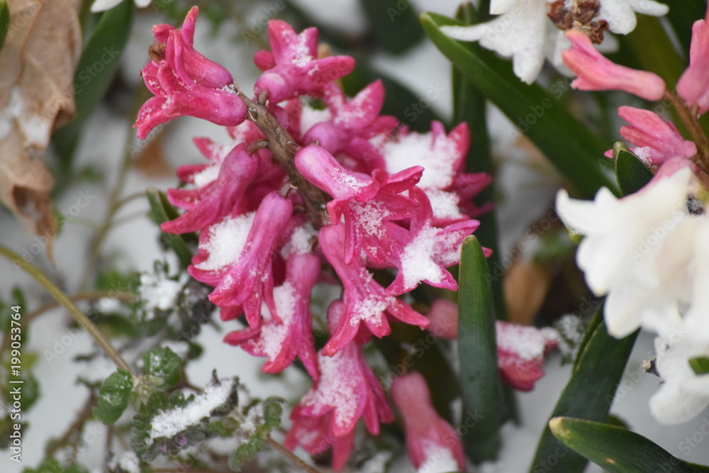 Canvas Prints Snow Covered Flowers