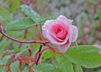Pink Rose Covered with Dew