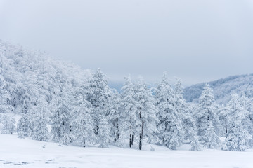 Winter landscape of the mountain.