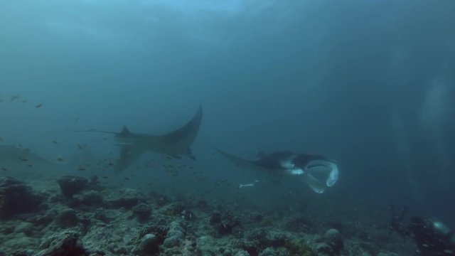 School of Reef Manta Rays swim over coral reef, Indian Ocean, Maldives
