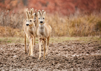 Roe deer family