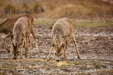 Roe deer family