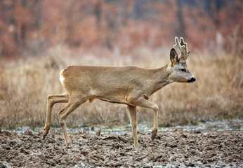 Roe deer family