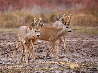 Roe deer family