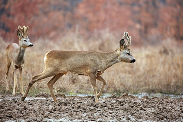 Roe deer family