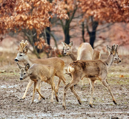 Roe deer family
