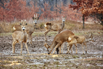 Roe deer family