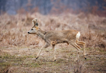 Roe deer family