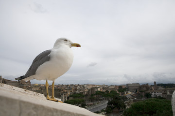 the Seagull Bird on the ruins of the Roman Forum, Italy