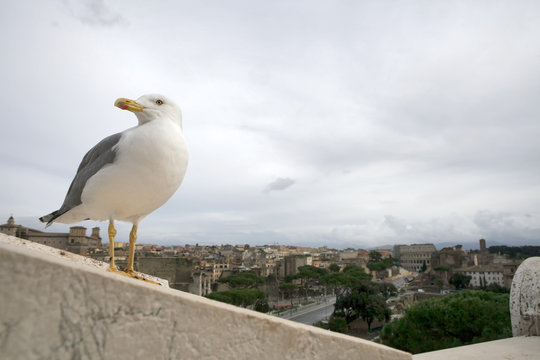 the Seagull Bird on the ruins of the Roman Forum, Italy