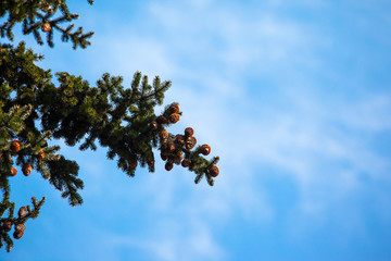 tree branch with pine cones against the blue sky