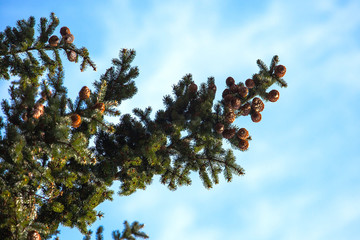 tree branch with pine cones against the blue sky