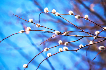 spring branches of blossoming willows against the blue sky