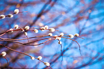spring branches of blossoming willows against the blue sky