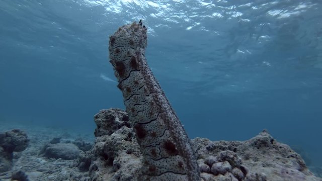 Graeffe's Sea Cucumber stands upright on a coral reef
