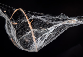 Spinnennetz
