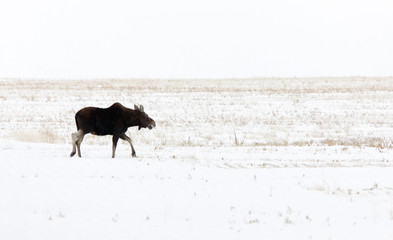 Prairie Moose Canada