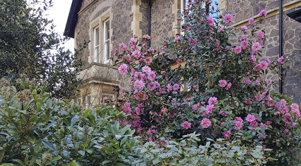 Bright pink Camellia bush