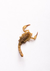 Mini Socorpion on white background