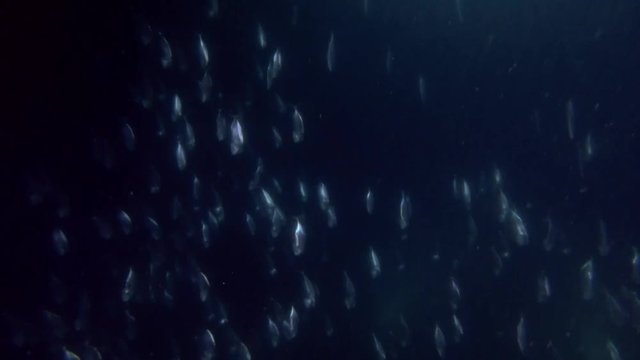 School of Mackerel feeds plankton in the night
