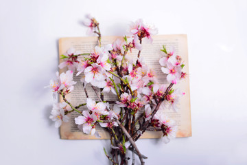 Bouquet of blossoming almonds lies on an open old book
