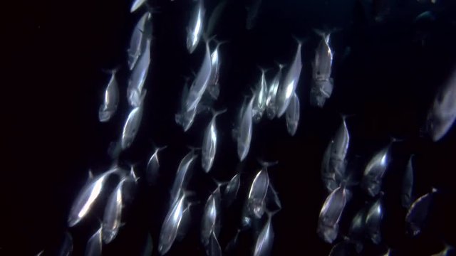 School of Mackerel feeds plankton in the night
