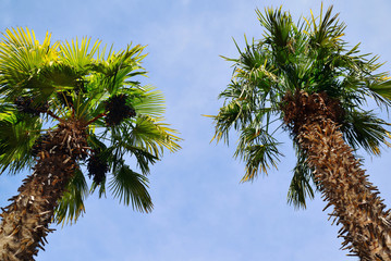 High palm trees against the blue sky