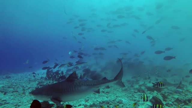 Tiger Shark - Galeocerdo cuvier cruise over bottom in search of food
