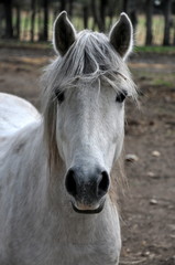 Fototapeta premium taureau et cheval de Camargue