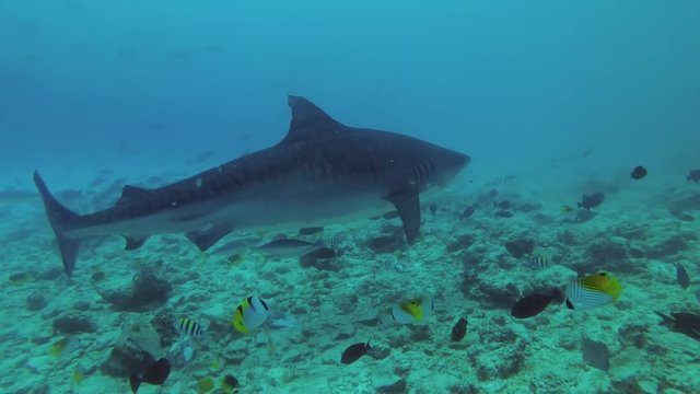 Tiger Shark - Galeocerdo cuvier cruise over bottom in search of food
