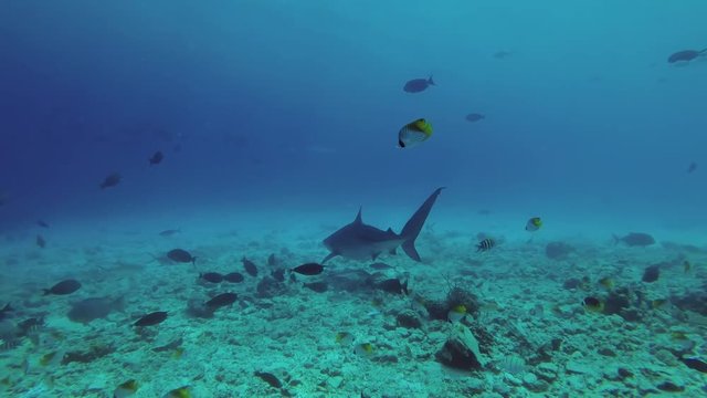 Tiger Shark - Galeocerdo cuvier cruise over bottom in search of food, Fuvahmulah island, Indian Ocean, Maldives 