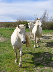 Obraz na płótnie Canvas taureau et cheval de Camargue