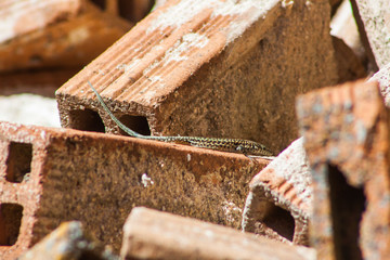 Wild lizard on brick