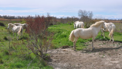 taureau et cheval de Camargue