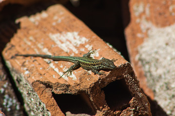 Wild lizard on brick