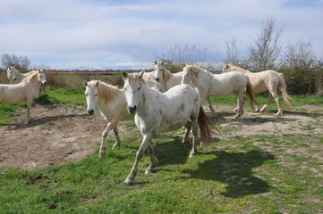 Obraz na płótnie Canvas taureau et cheval de Camargue