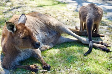 Cute furry brown kangaroo mother with her baby in Victoria (Australia) close to Melbourne laying in the sun on a lush green grass lawn