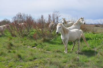 taureau et cheval de Camargue