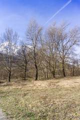 forest with lake, spring walk