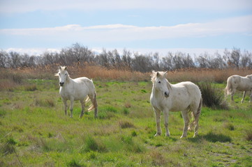 Obraz premium taureau et cheval de Camargue